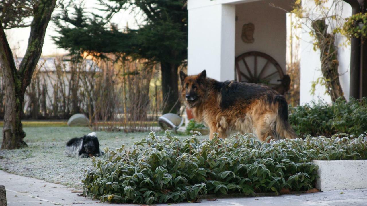 Ca' Dei Noccioli Villa Мирано Екстериор снимка